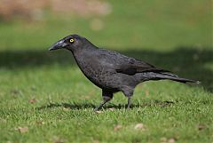 Black Currawong